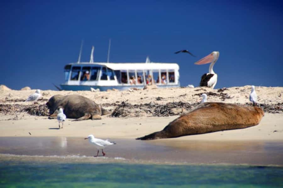 Rockingham: Shoalwater Islands, Dolphins, and Sea Lions Tour - Dolphin watching near the boat