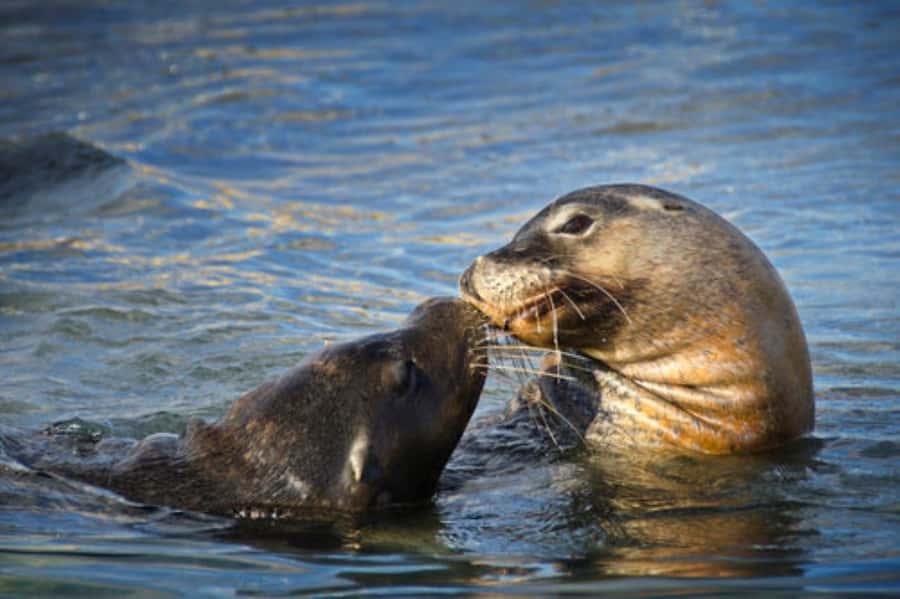 Rockingham: Shoalwater Islands, Dolphins, and Sea Lions Tour - Bird Island and the busy colonies