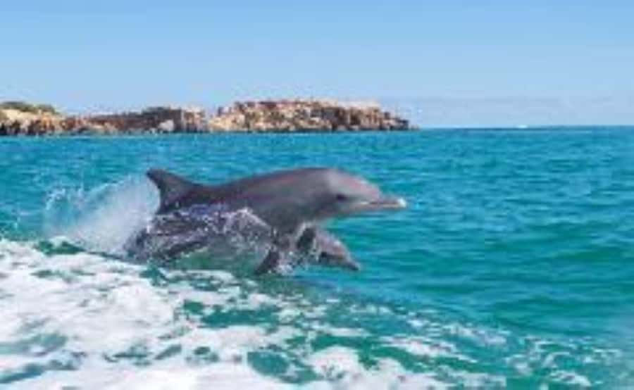 Rockingham: Shoalwater Islands, Dolphins, and Sea Lions Tour - Starting at Penguin Island Visitors Centre
