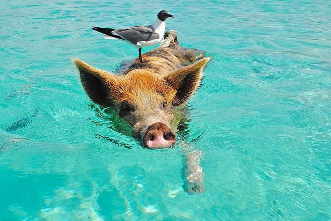 Rose Island 3 Island Luxury Private Tour(8hrs) - Key points to know before booking