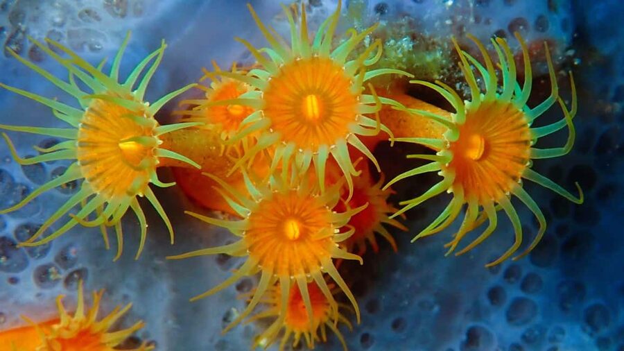 Sardinia, La Maddalena Archipelago: First Dive Experience - The instructor makes a big difference