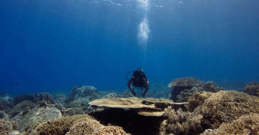 Scuba Diving 3 Islands Nha Trang Tour - What this Nha Trang island day is really like