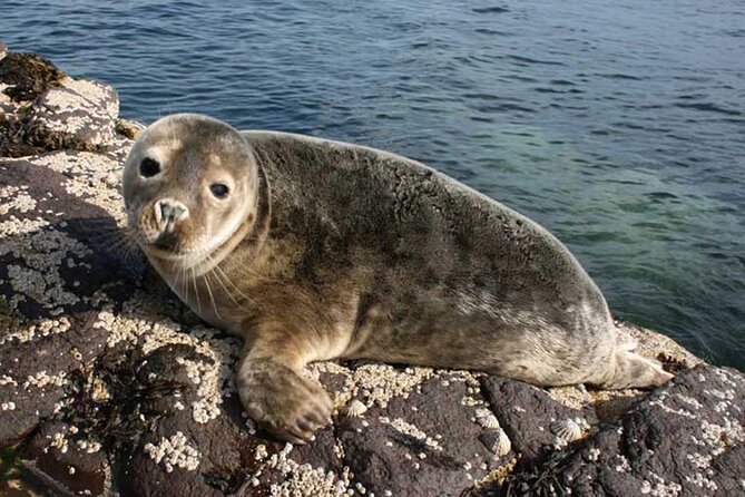 Seabird & Seal Farne Islands Cruise. 1.5 hours long. Departing from Seahouses. - A short cruise with a very Northumberland subject
