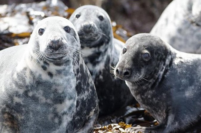 Seabird & Seal Farne Islands Cruise. 1.5 hours long. Departing from Seahouses. - A 90-minute schedule that works well