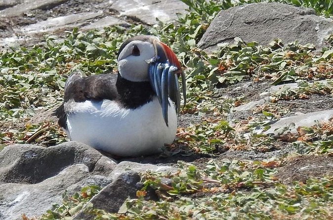 Seabird & Seal Farne Islands Cruise. 1.5 hours long. Departing from Seahouses. - Who will get the most from this cruise