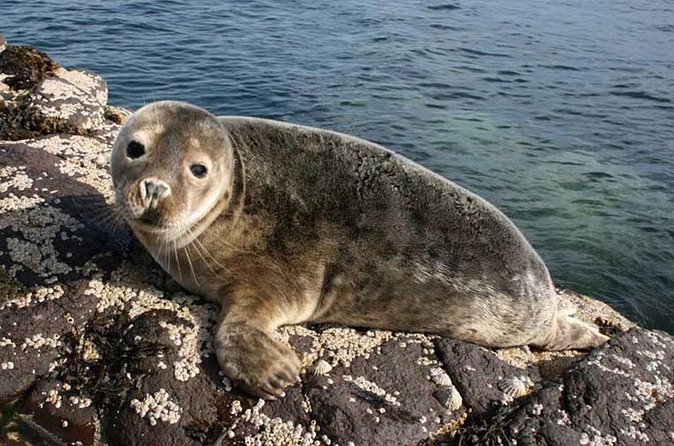 Seabird & Seal Farne Islands Cruise. 1.5 hours long. Departing from Seahouses. - Practical details before you book