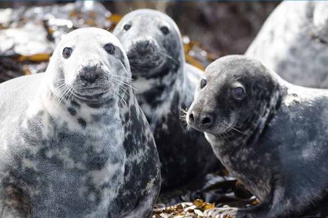Seabird & Seal Farne Islands Cruise. 1.5 hours long. Departing from Seahouses. - Is the Seabird and Seal Farne Islands Cruise worth booking?