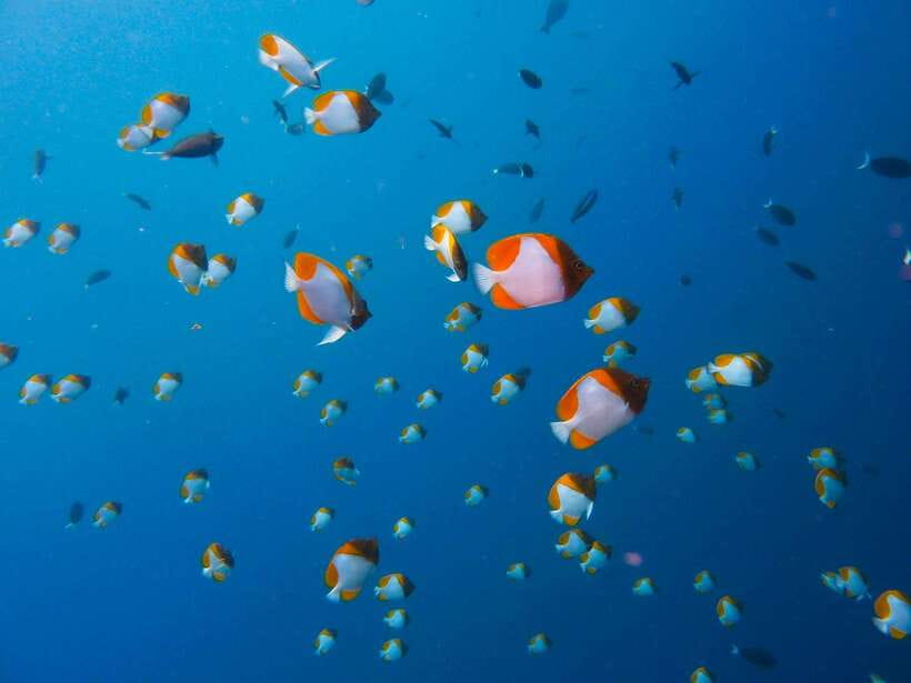 Semporna: Bohey 3 Islands Hike, Snorkel/Dive Tour with Lunch - What is included, and what costs extra