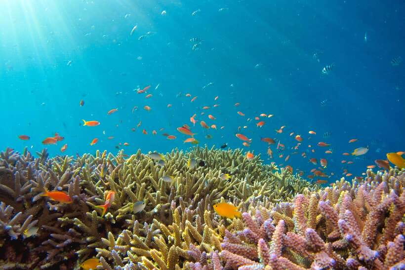 Semporna: Explore 3 Islands Tour Snorkel or Dive & Lunch - What $57 really includes