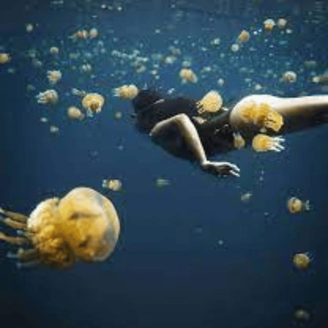 Siargao:Sohoton Island Hopping Tour with Jellyfish Sanctuary - What the $88 price really covers