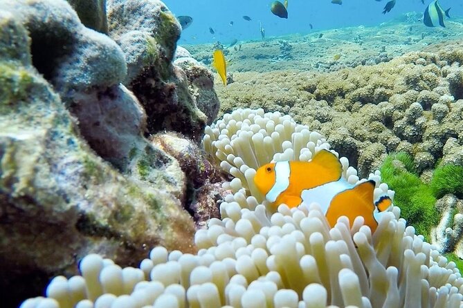 Similan Islands Day Tour from Phuket and Khaolak - Island No. 9 for the first snorkeling session