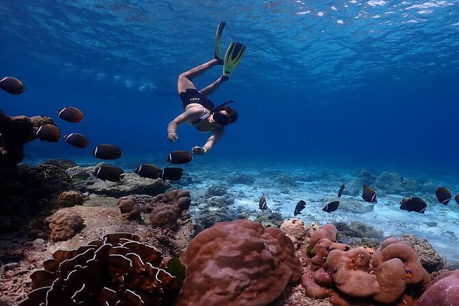 Similan Islands Day Trip from Phuket by Speedboat - Key points to know before you book
