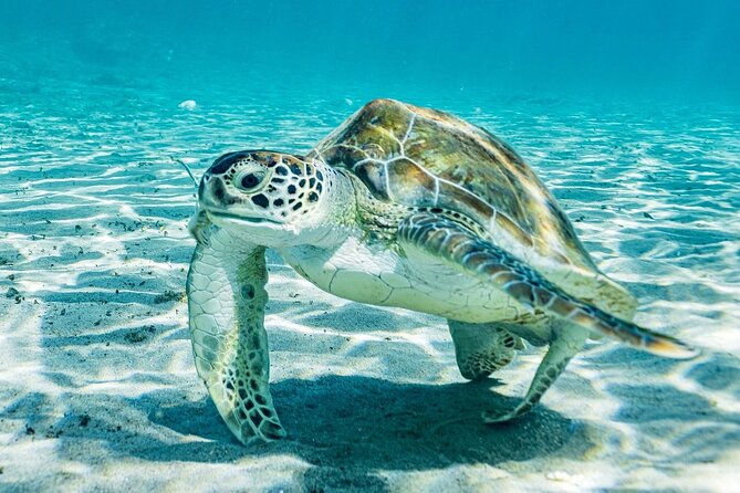 Snorkel with Turtles & Kenepa Grandi Beach: Nr.1 Island Day Trip - The first question: are you actually going by boat?