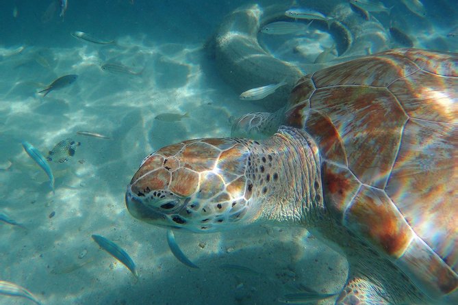 Snorkel with Turtles & Kenepa Grandi Beach: Nr.1 Island Day Trip - Grote Knip: the beach that often steals the show