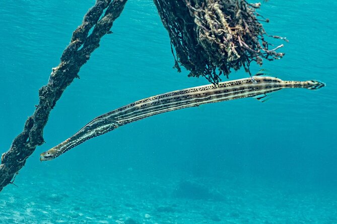 Snorkel with Turtles & Kenepa Grandi Beach: Nr.1 Island Day Trip - The flamingo stop at Landhuis Jan Kok