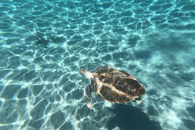 Snorkel with Turtles & Kenepa Grandi Beach: Nr.1 Island Day Trip - The guide can shape the whole day