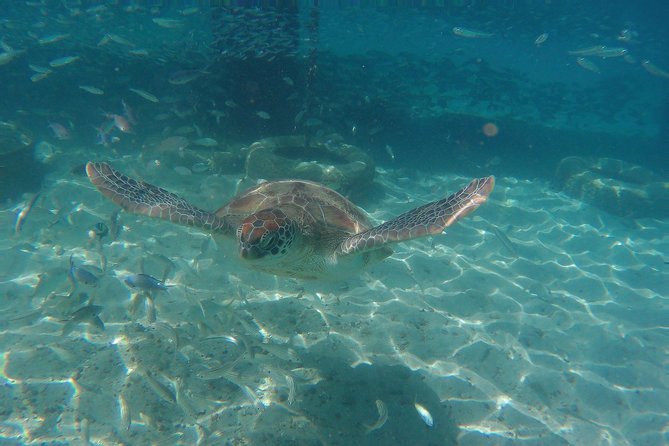Snorkel with Turtles & Kenepa Grandi Beach: Nr.1 Island Day Trip - Is $75 a fair price?