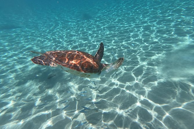 Snorkel with Turtles & Kenepa Grandi Beach: Nr.1 Island Day Trip - Who should book this Curaçao excursion?