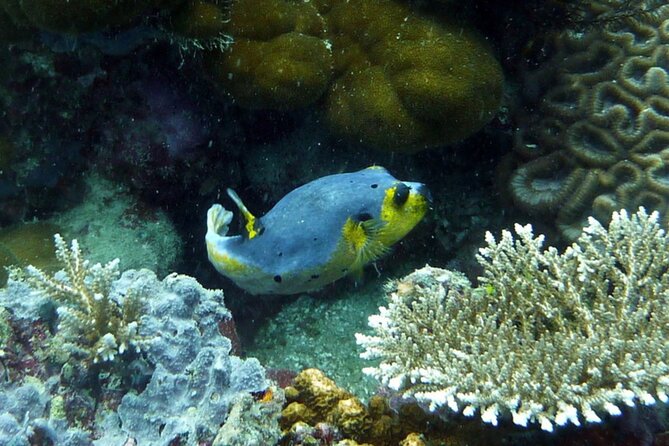 Snorkeling and Island Hopping Tour in Karimunjawa (sharing tour) - What your $19.58 buys on Karimunjawa