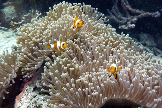 Snorkeling and Island Hopping Tour in Karimunjawa (sharing tour) - The first island and a beach lunch