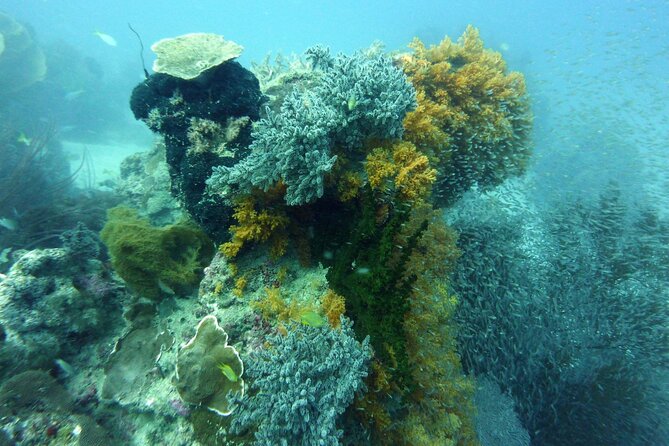 Snorkeling and Island Hopping Tour in Karimunjawa (sharing tour) - Second snorkeling site and the chance to see turtles