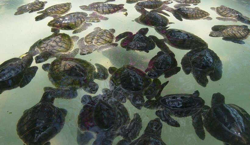 Snorkeling around 3 island & turtle sanctuary - A budget route across the three Gili islands