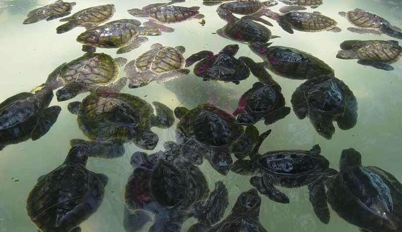 Snorkeling around 3 island & turtle sanctuary - Turtle Point and swimming time