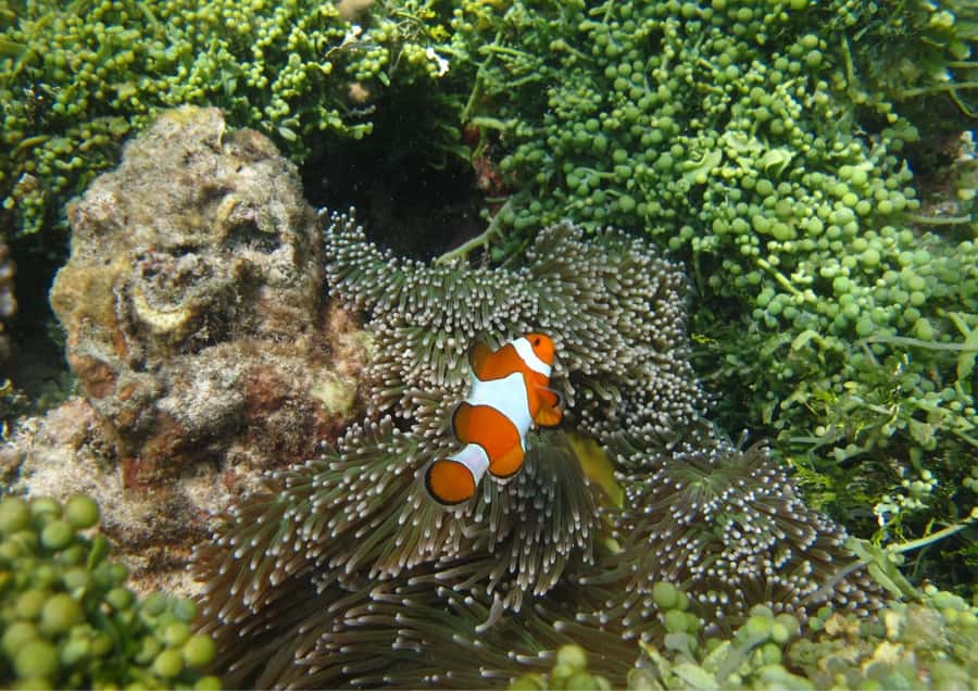 Snorkelling & islandhopping tour Karimunjawa (private tour) - Weather rules and the limits of flexibility