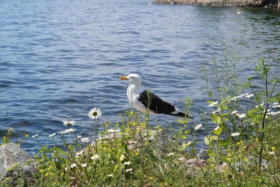 Stockholm Archipelago Guided Island Cruise With Craft Beer - What the guiding adds to the scenery