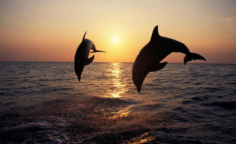 Sunset Dolphin Cruise with Dinner – Medulin Archipelago - Watching Dolphins in the Adriatic