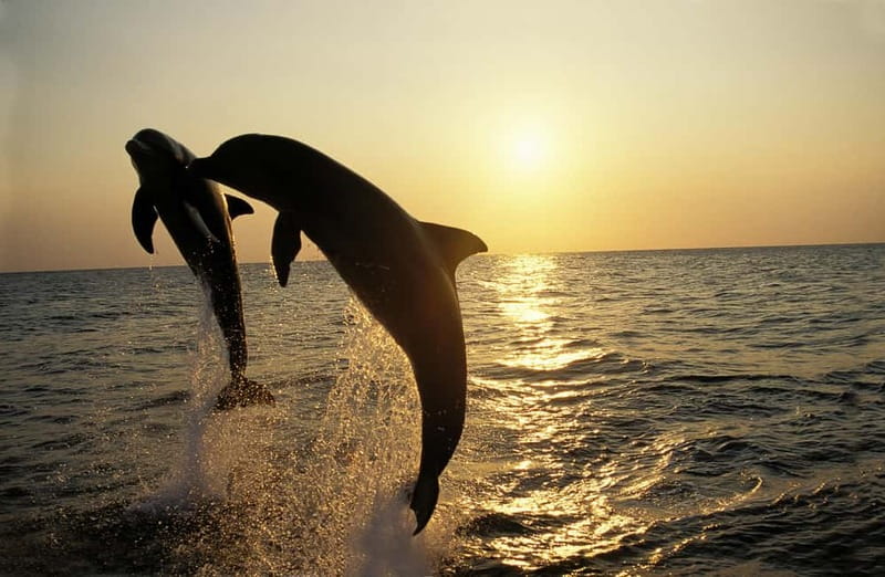 Sunset Dolphin Cruise with Dinner – Medulin Archipelago - Sunset Views From the Water