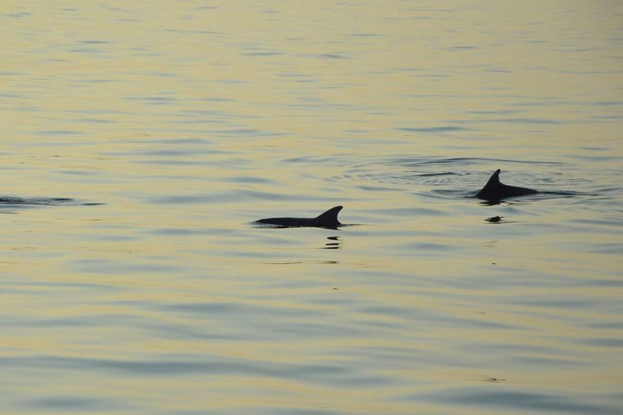 Sunset Dolphin Cruise with Dinner – Medulin Archipelago - Unlimited Drinks and the Value of $45