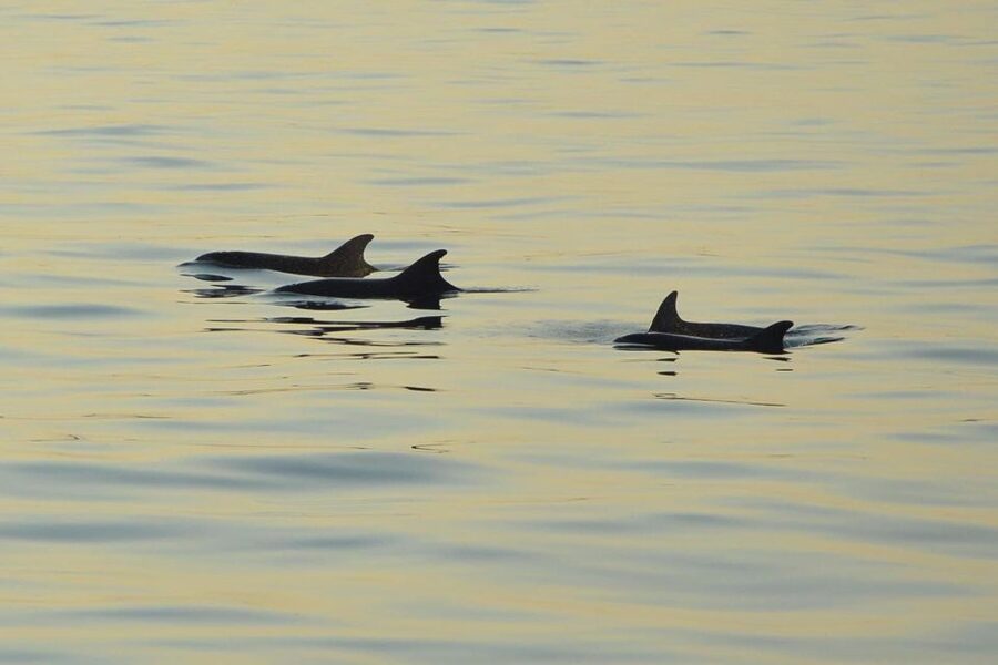 Sunset Dolphin Cruise with Dinner – Medulin Archipelago - Who Will Enjoy This Cruise Most