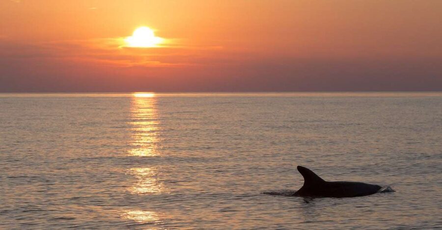 Sunset Dolphin Cruise with Dinner – Medulin Archipelago - Practical Details Before You Book