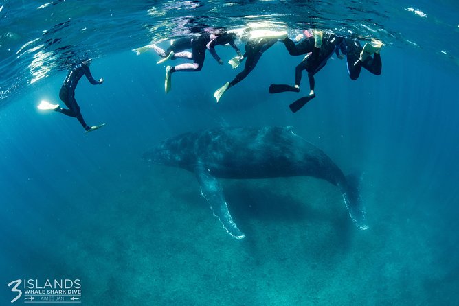 Swim with Humpback Whales - Ningaloo Reef - 3 Islands Whale Shark Dive - Why Ningaloo Reef makes this whale swim special