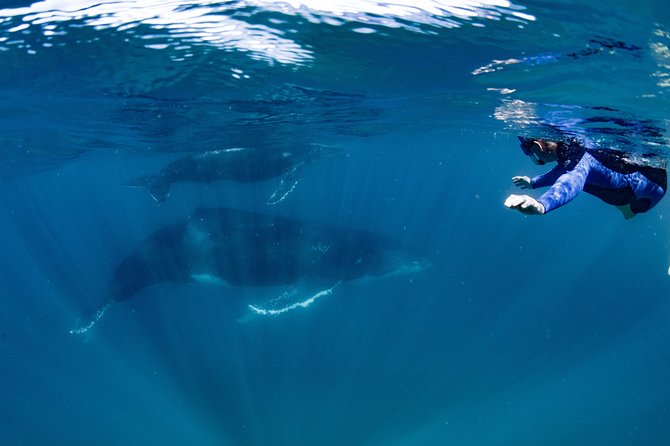 Swim with Humpback Whales - Ningaloo Reef - 3 Islands Whale Shark Dive - What swimming with humpbacks is really like