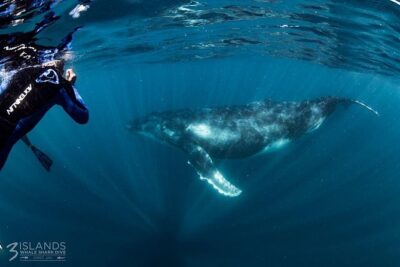 Swim with Humpback Whales – Ningaloo Reef – 3 Islands Whale Shark Dive