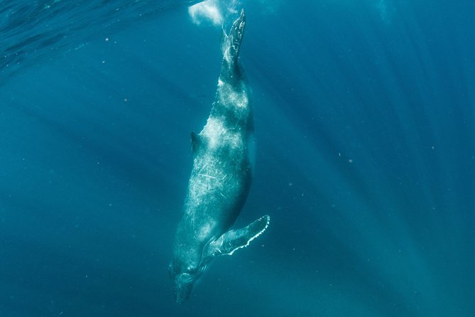 Swim with Humpback Whales - Ningaloo Reef - 3 Islands Whale Shark Dive - Crew support and the small-group advantage