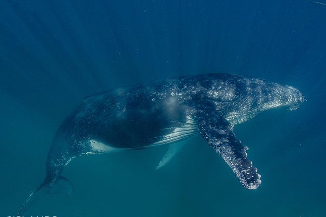 Swim with Humpback Whales - Ningaloo Reef - 3 Islands Whale Shark Dive - Photos included, without taking you out of the moment