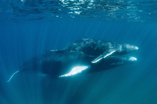 Swim with Humpback Whales - Ningaloo Reef - 3 Islands Whale Shark Dive - Is the $430.35 price good value?