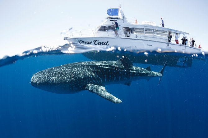Swim with Whale Sharks in the Ningaloo Reef: 3 Island Shark Dive - Key points at a glance