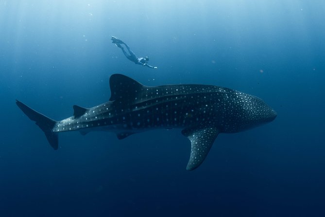 Swim with Whale Sharks in the Ningaloo Reef: 3 Island Shark Dive - Why Ningaloo Reef makes this more than a single wildlife sighting