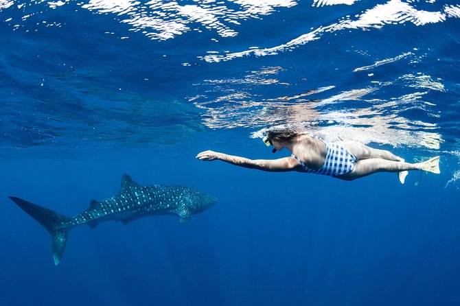 Swim with Whale Sharks in the Ningaloo Reef: 3 Island Shark Dive - Following the spotter aircraft to the whale sharks