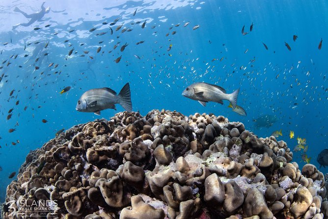 Swim with Whale Sharks in the Ningaloo Reef: 3 Island Shark Dive - Food, drinks, and the all-inclusive value