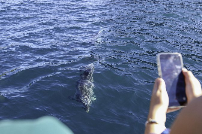 The Original Full day Bay of Islands Cruise with Dolphins - Motukōkako Island and the Hole in the Rock