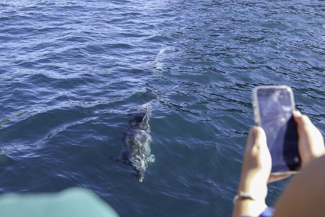 The Original Full day Bay of Islands Cruise with Dolphins - Dolphins, whales, and the marine-mammal guarantee