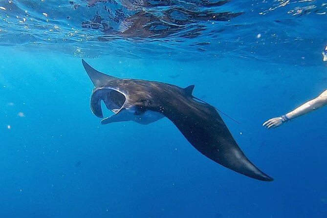 Three Islands Snorkeling (3 Spots) Manta Rays - From Lembongan - How the guide and equipment support beginners