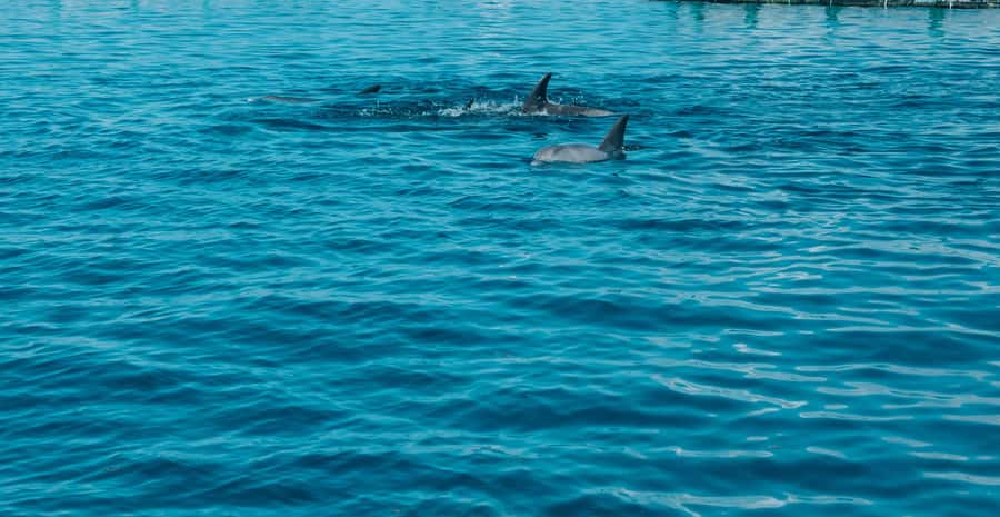 Trou D'Eau Douce: 5 island tour Mauritius with lunch/drinks - Key points to know before booking