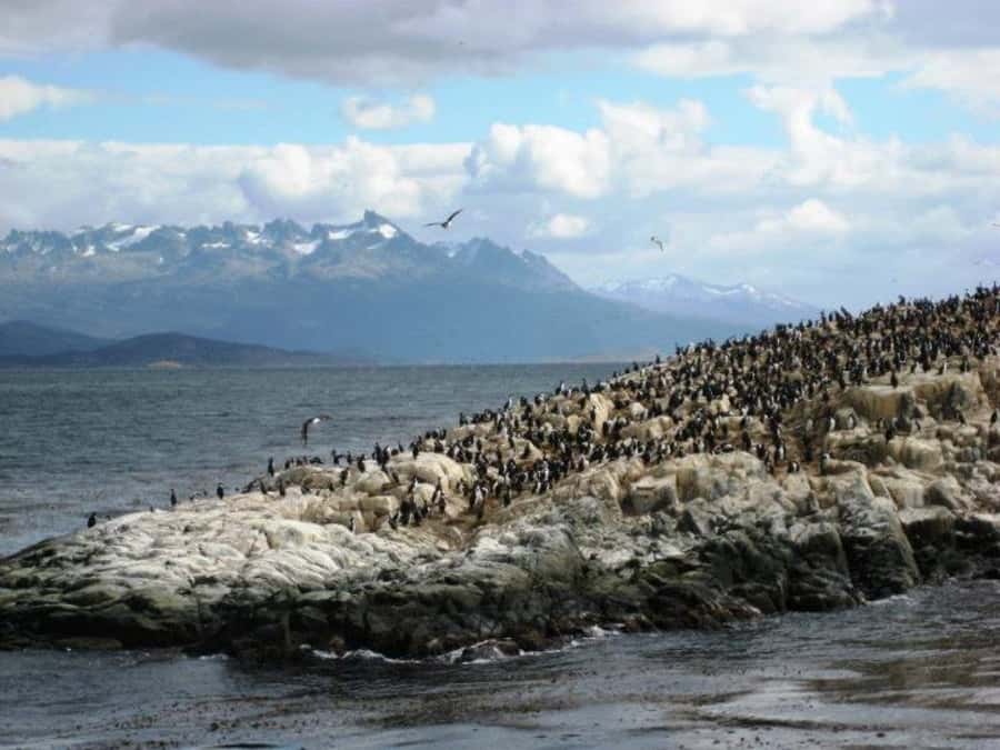 Ushuaia: Beagle Channel, Seal Island & Bridges Islands Tour - Should You Book It?