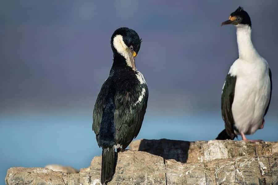 Ushuaia: Beagle Channel, Seal Island & Bridges Islands Tour - Les Eclaireurs Lighthouse and the Monte Cervantes Wreck
